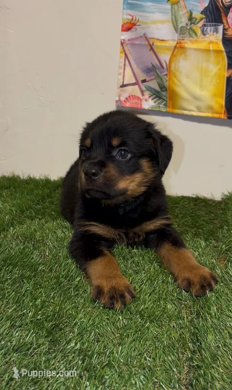 Green Boy – Rottweiler puppy for sale in West Palm Beach, FL
