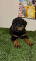 Green Boy, a male Rottweiler for sale in West Palm Beach, FL – 3 of 10