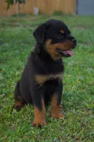 Pink girl , a female Rottweiler for sale in West Palm Beach, FL – 4 of 7