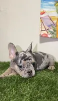 Isabella Merle Frenchie, a male French Bulldog for sale in West Palm Beach, FL – 3 of 4