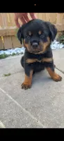 Dolph, a male Rottweiler for sale in West Palm Beach, FL – Photo 3 of 6