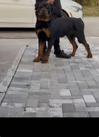Dolph, a male Rottweiler for sale in West Palm Beach, FL – Photo 4 of 6
