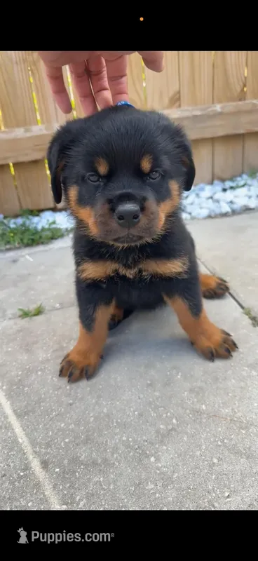 Dolph – Rottweiler puppy for sale in West Palm Beach, FL