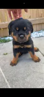 Dolph, a male Rottweiler for sale in West Palm Beach, FL – Photo 1 of 6