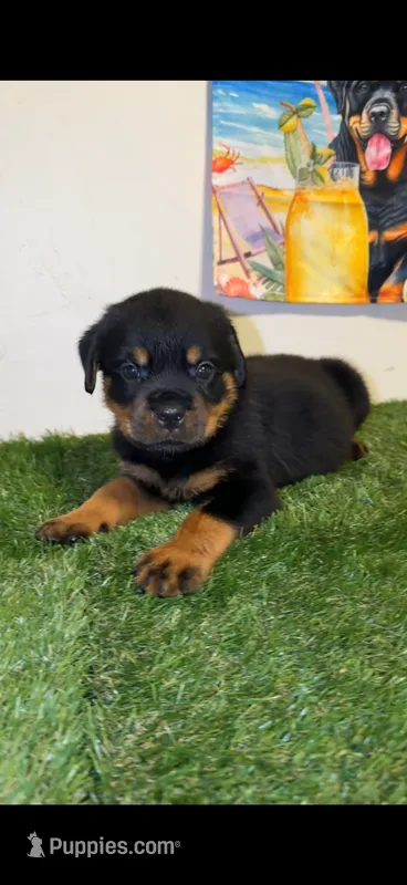 Silver collar  – Rottweiler puppy for sale in West Palm Beach, FL