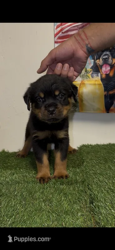 Silver collar  – Rottweiler puppy for sale in West Palm Beach, FL