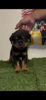 Silver collar , a male Rottweiler for sale in West Palm Beach, FL – 1 of 5