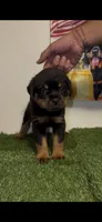 Silver collar , a male Rottweiler for sale in West Palm Beach, FL – 2 of 5