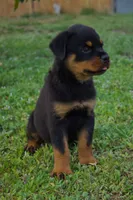 Pink girl , a female Rottweiler for sale in West Palm Beach, FL – 3 of 7