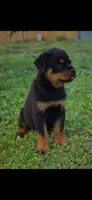 Pink girl , a female Rottweiler for sale in West Palm Beach, FL – 7 of 7