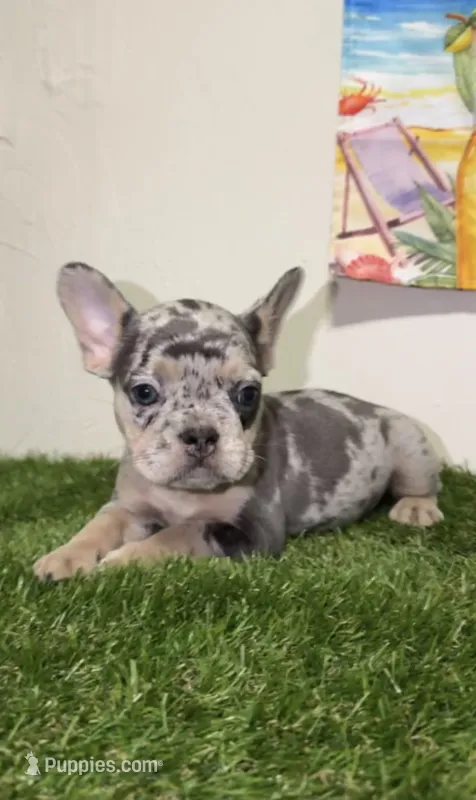 Isabella Merle Frenchie – French Bulldog puppy for sale in West Palm Beach, FL