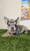 Isabella Merle Frenchie, a male French Bulldog for sale in West Palm Beach, FL – 1 of 4