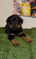 Green Boy, a male Rottweiler for sale in West Palm Beach, FL – 5 of 10