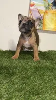 Frenchie female, a female French Bulldog for sale in West Palm Beach, FL – 2 of 2