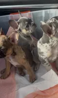 Lilac/Blue Male Frenchie, a male French Bulldog for sale in West Palm Beach, FL – 2 of 5