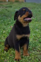Pink girl , a female Rottweiler for sale in West Palm Beach, FL – 6 of 7