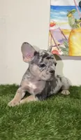 Isabella Merle Frenchie, a male French Bulldog for sale in West Palm Beach, FL – 4 of 4