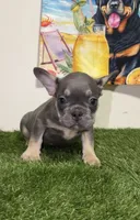 Lilac/Blue Male Frenchie, a male French Bulldog for sale in West Palm Beach, FL – 5 of 5