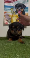 Red Boy, a male Rottweiler for sale in West Palm Beach, FL – 1 of 3