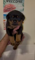 Dolph , a male Rottweiler for sale in West Palm Beach, FL – Photo 1 of 9