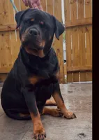 Dolph , a male Rottweiler for sale in West Palm Beach, FL – Photo 6 of 9