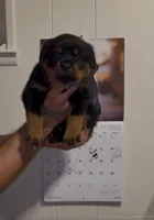 Dolph , a male Rottweiler for sale in West Palm Beach, FL – Photo 4 of 9