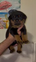Dolph , a male Rottweiler for sale in West Palm Beach, FL – Photo 2 of 9