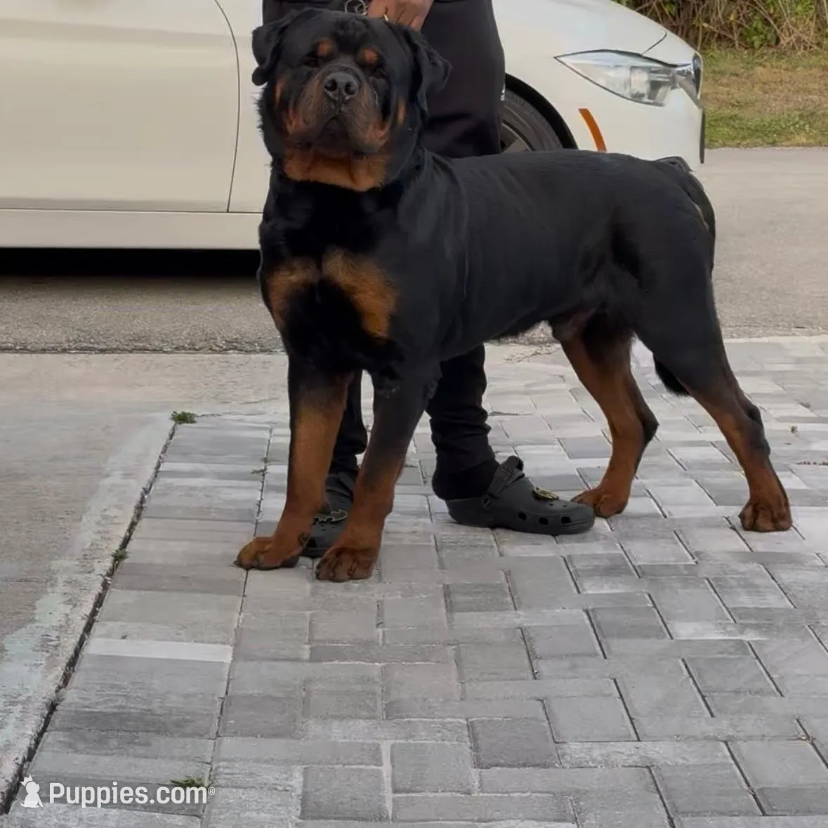 Dolph , a male Rottweiler for sale in West Palm Beach, FL – Photo 7 of 9
