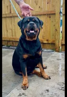 Dolph , a male Rottweiler for sale in West Palm Beach, FL – Photo 8 of 9