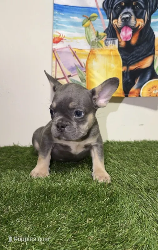 Lilac/Blue Male Frenchie, a male French Bulldog for sale in West Palm Beach, FL – 1 of 5