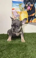 Lilac/Blue Male Frenchie, a male French Bulldog for sale in West Palm Beach, FL – 1 of 5