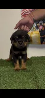 Silver collar , a male Rottweiler for sale in West Palm Beach, FL – 5 of 5