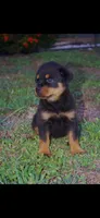 Pink girl , a female Rottweiler for sale in West Palm Beach, FL – 5 of 7