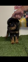 Silver collar , a male Rottweiler for sale in West Palm Beach, FL – 4 of 5
