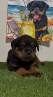 Red Boy, a male Rottweiler for sale in West Palm Beach, FL – 3 of 3