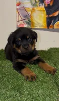 Green Boy, a male Rottweiler for sale in West Palm Beach, FL – 6 of 10