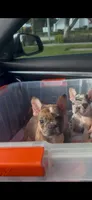 Frenchie female, a female French Bulldog for sale in West Palm Beach, FL – 1 of 2