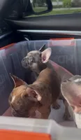 Lilac/Blue Male Frenchie, a male French Bulldog for sale in West Palm Beach, FL – 4 of 5