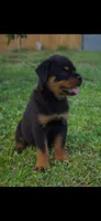 Pink girl , a female Rottweiler for sale in West Palm Beach, FL – 2 of 7