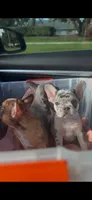 Isabella Merle Frenchie, a male French Bulldog for sale in West Palm Beach, FL – 2 of 4
