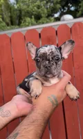 Merle Frenchie Male, a male French Bulldog for sale in West Palm Beach, FL – 2 of 3