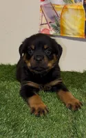Green Boy, a male Rottweiler for sale in West Palm Beach, FL – 4 of 10