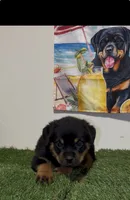 Green Boy, a male Rottweiler for sale in West Palm Beach, FL – 2 of 10