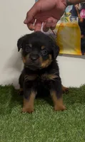 Red Boy, a male Rottweiler for sale in West Palm Beach, FL – 2 of 3