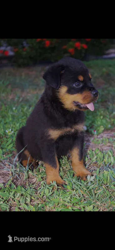 Pink girl  – Rottweiler puppy for sale in West Palm Beach, FL