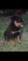 Pink girl , a female Rottweiler for sale in West Palm Beach, FL – 1 of 7