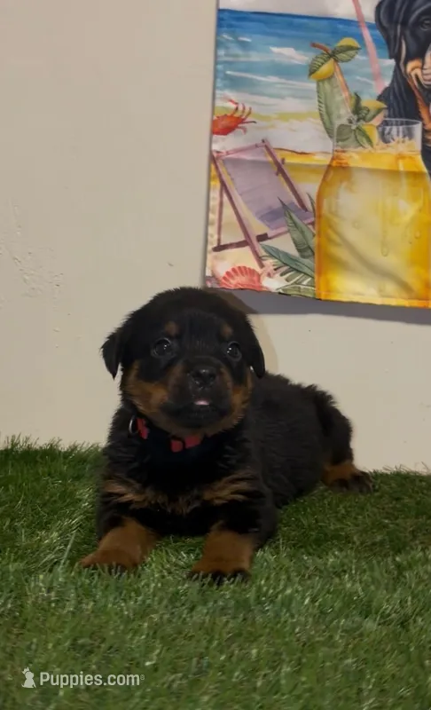 Pink girl  – Rottweiler puppy for sale in West Palm Beach, FL