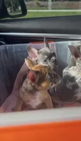 Lilac/Blue Male Frenchie, a male French Bulldog for sale in West Palm Beach, FL – 3 of 5