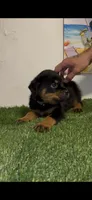 Silver collar , a male Rottweiler for sale in West Palm Beach, FL – 3 of 5