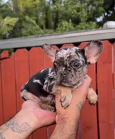 Merle Frenchie Male, a male French Bulldog for sale in West Palm Beach, FL – 3 of 3